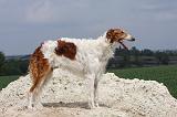 BARZOI 063